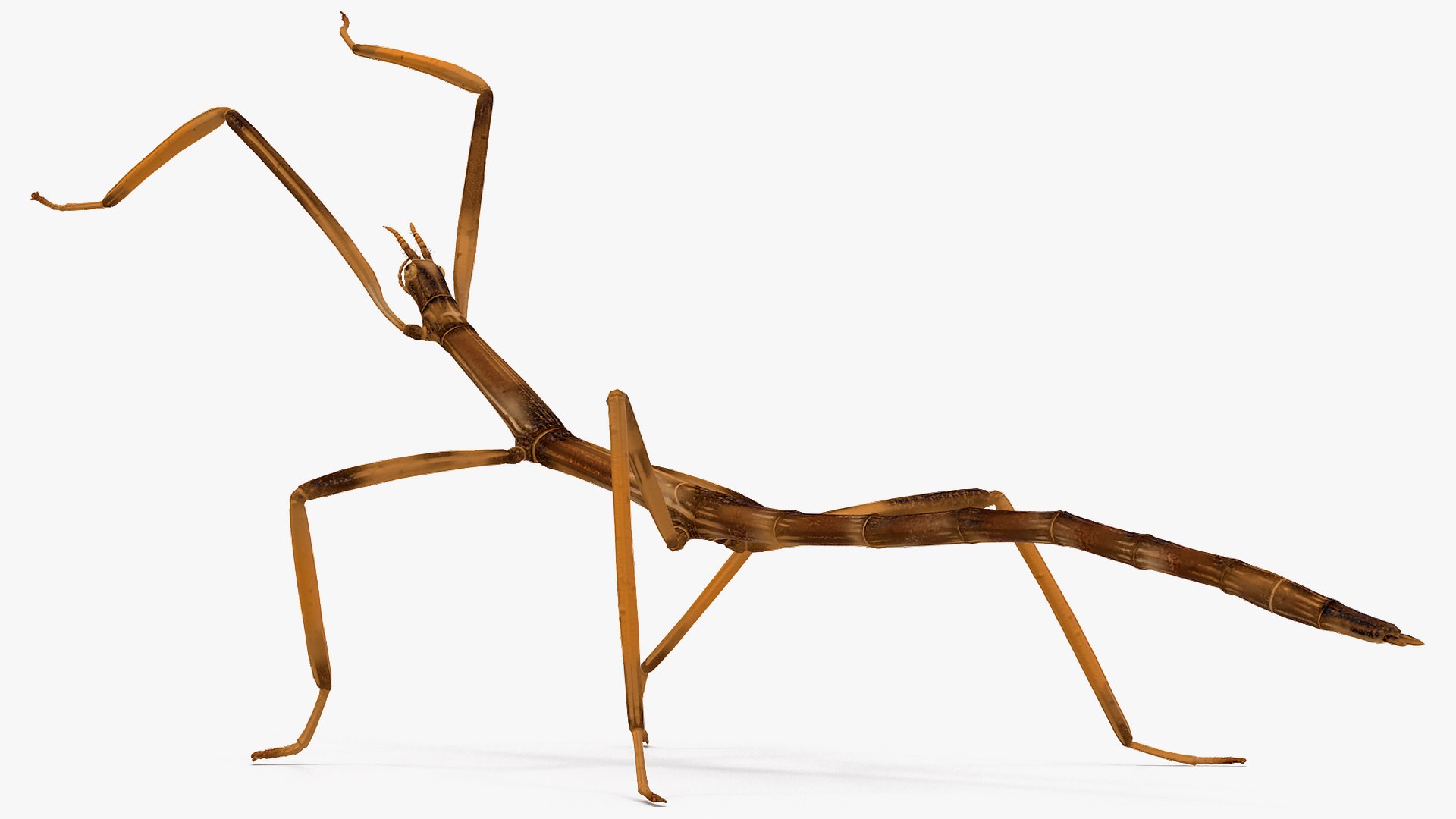 3D model stick insect brown rigged https://p.turbosquid.com/ts-thumb/gg/kTzyCj/O6EgX5Av/stickinsectbrownriggedvray3dmodel011/jpg/1579178987/1920x1080/fit_q87/6f19cad9de9d95979d6e26979e67f9ec6332c1a6/stickinsectbrownriggedvray3dmodel011.jpg