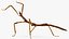 为 Maya 制作的 Stick Insect Brown