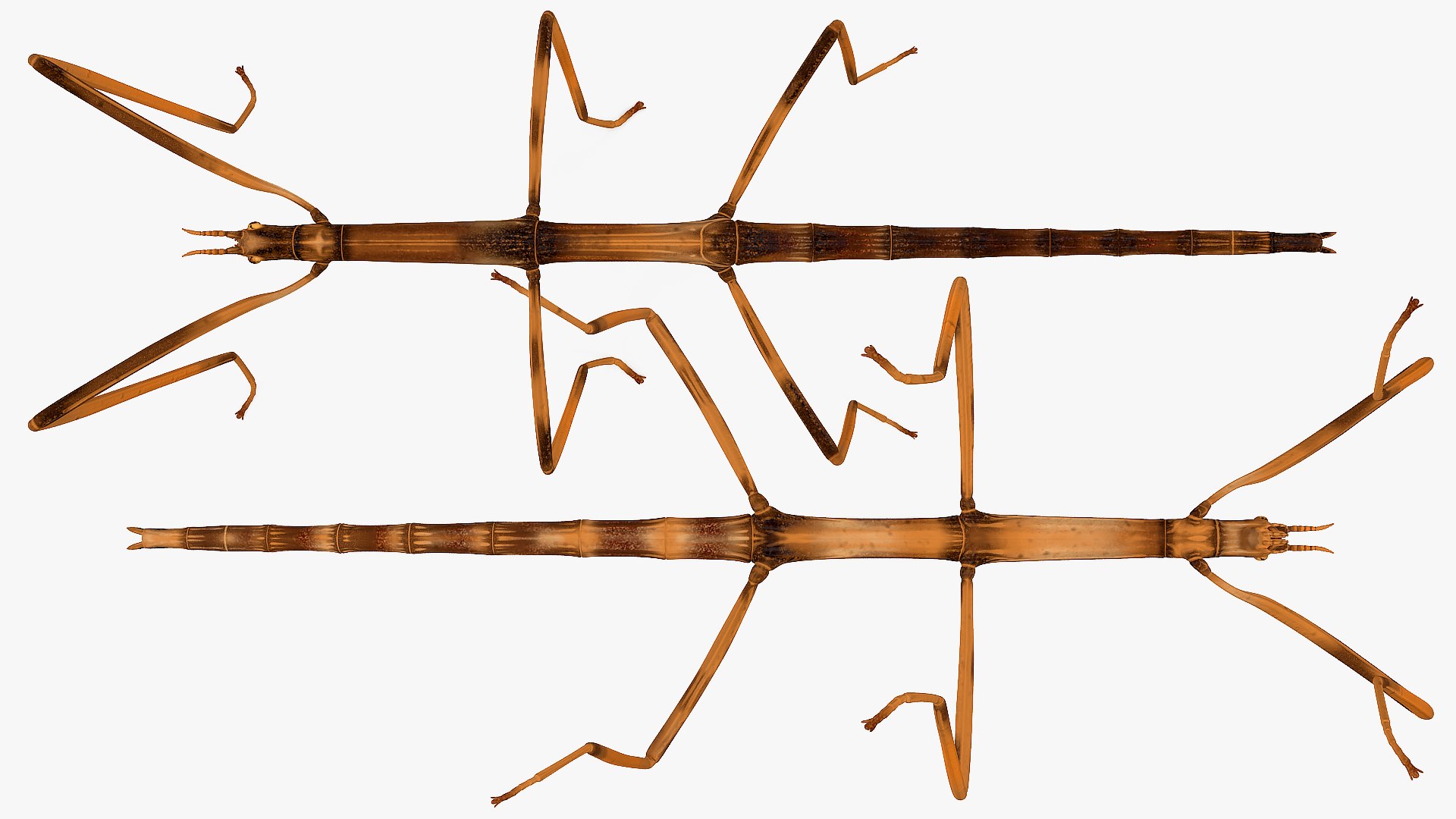 3D model stick insect brown rigged https://p.turbosquid.com/ts-thumb/gg/kTzyCj/RdcIveTX/stickinsectbrownriggedvray3dmodel018/jpg/1579179033/1920x1080/fit_q87/583494a98fd5decccbaed0775b8efef53b01cf45/stickinsectbrownriggedvray3dmodel018.jpg