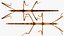 为 Maya 制作的 Stick Insect Brown