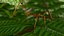 为 Maya 制作的 Stick Insect Brown