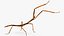 为 Maya 制作的 Stick Insect Brown