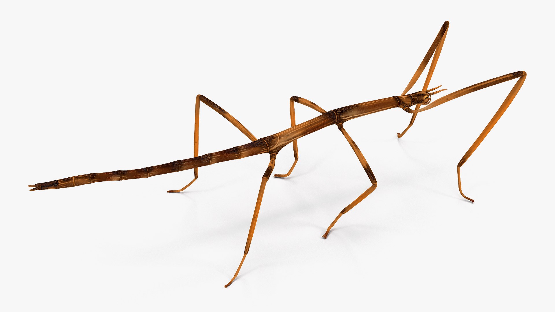 3D model stick insect brown rigged https://p.turbosquid.com/ts-thumb/gg/kTzyCj/foqejJWn/stickinsectbrownriggedvray3dmodel006/jpg/1579178955/1920x1080/fit_q87/7c4f954f42ab5d8c5e5dce3a9589a8894a6d1a42/stickinsectbrownriggedvray3dmodel006.jpg