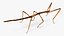 为 Maya 制作的 Stick Insect Brown