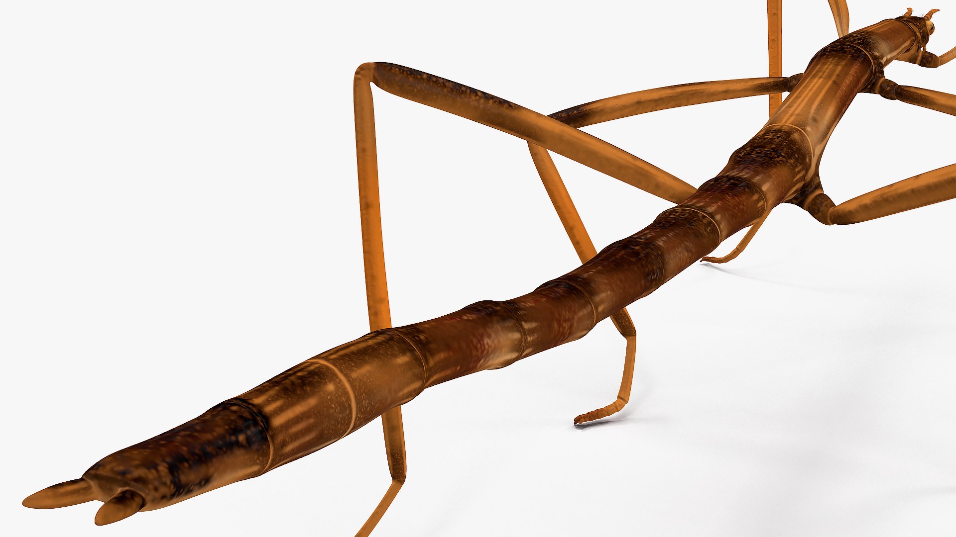 3D model stick insect brown rigged https://p.turbosquid.com/ts-thumb/gg/kTzyCj/m7kSeLHT/stickinsectbrownriggedvray3dmodel021/jpg/1579179057/1920x1080/fit_q87/8b2b941a7da3eb3f7e61fa0ba597f8b22a947998/stickinsectbrownriggedvray3dmodel021.jpg