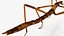 为 Maya 制作的 Stick Insect Brown