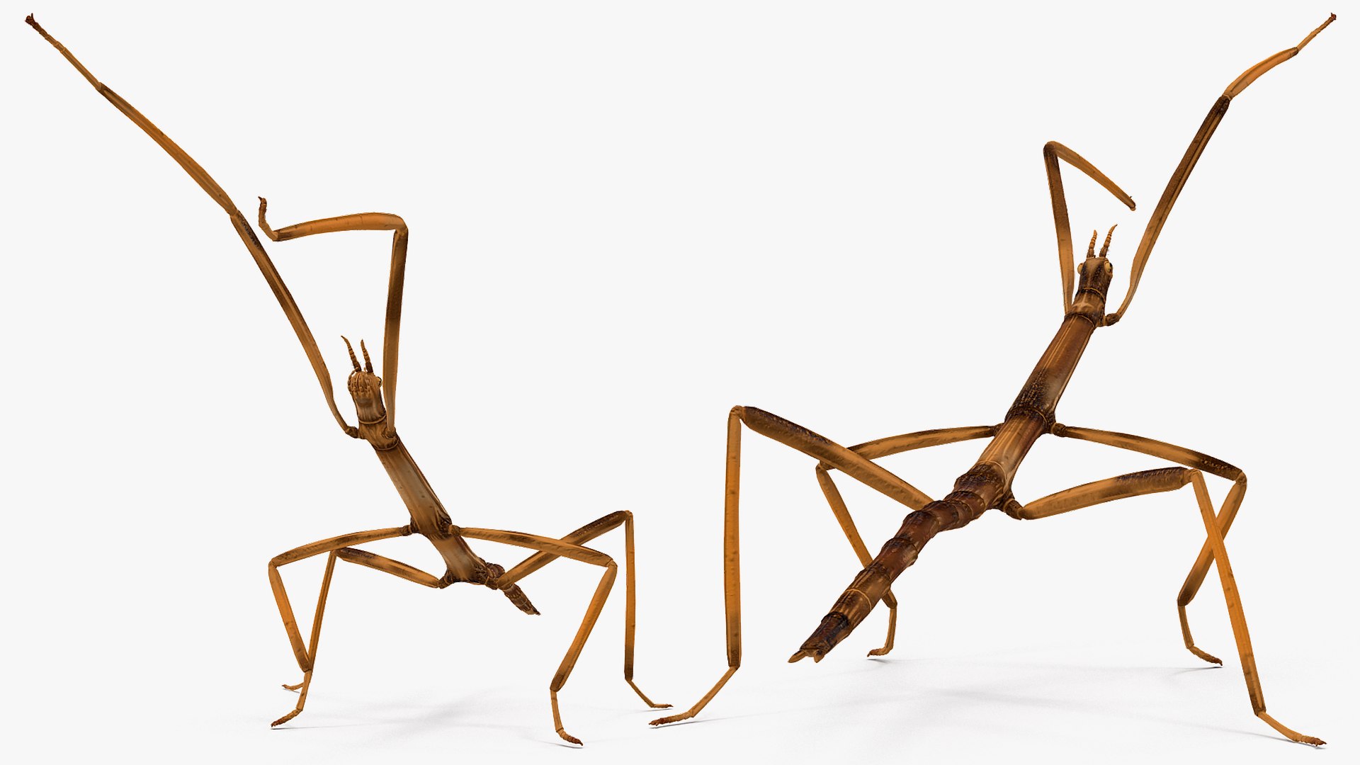 3D model stick insect brown rigged https://p.turbosquid.com/ts-thumb/gg/kTzyCj/mucFP4vb/stickinsectbrownriggedvray3dmodel016/jpg/1579179019/1920x1080/fit_q87/ad142adc3386a0e34f75abe8145bd274a6fb28af/stickinsectbrownriggedvray3dmodel016.jpg