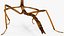 为 Maya 制作的 Stick Insect Brown