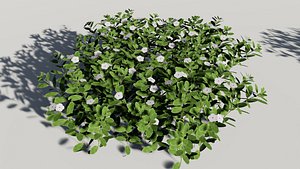 catharanthus roseus madagascar periwinkle 3D model