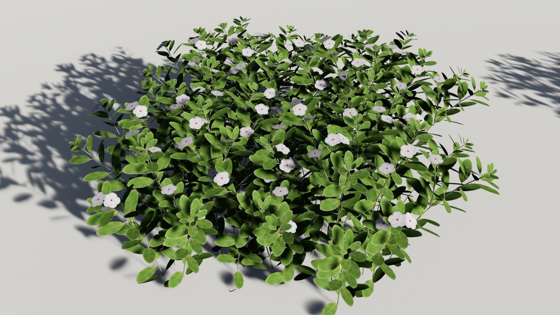 catharanthus roseus madagascar periwinkle 3D model https://p.turbosquid.com/ts-thumb/gh/4K08f8/JRi5evUe/duacan04/jpg/1533785785/1920x1080/fit_q87/f05bf20267c6cbb8f251ef25b262ba99aff3fe81/duacan04.jpg