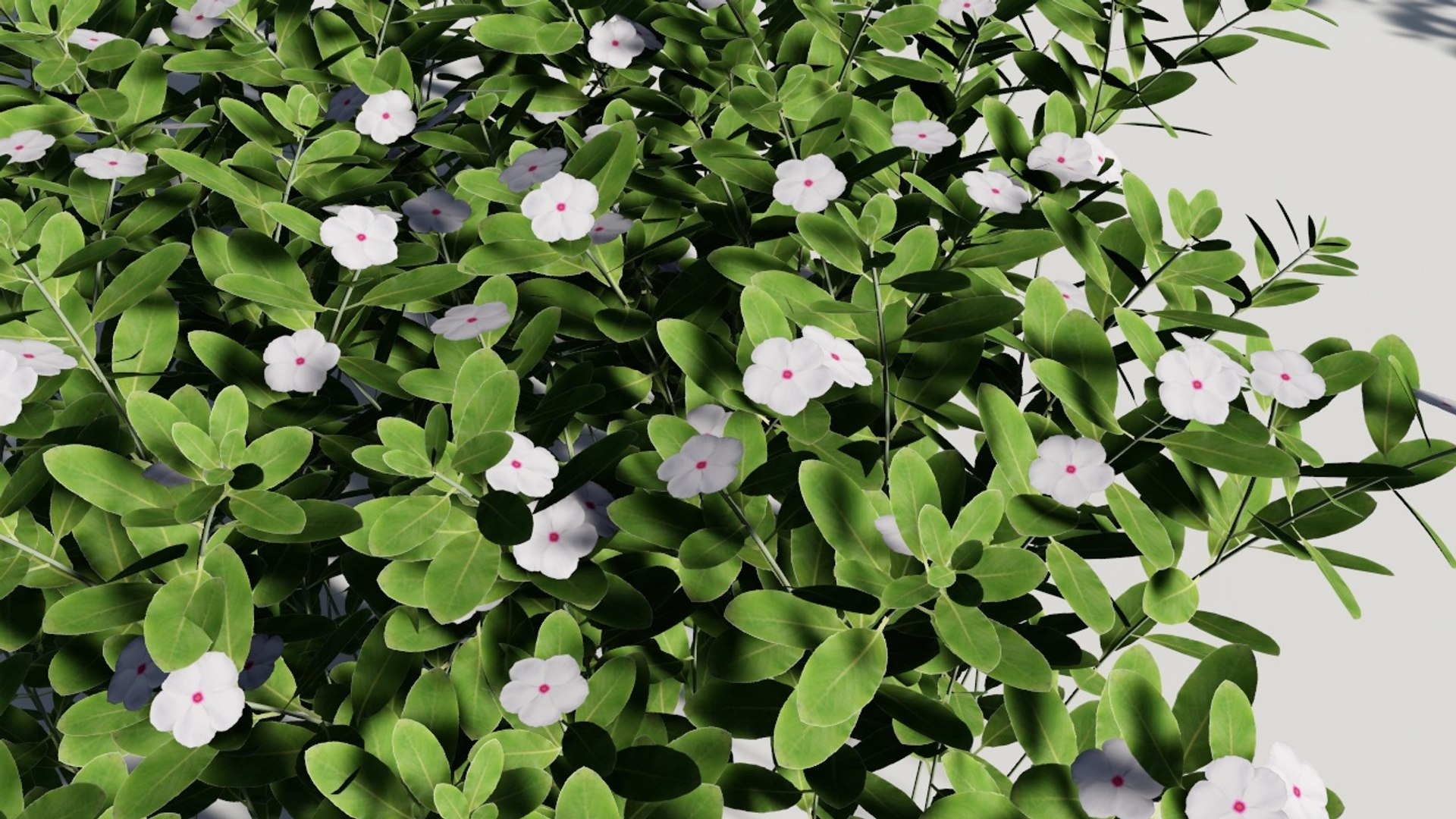 catharanthus roseus madagascar periwinkle 3D model https://p.turbosquid.com/ts-thumb/gh/4K08f8/ykSu3FiO/duacan05/jpg/1533785455/1920x1080/fit_q87/5f8154e64eb27951fcab8a11ecc6cb233523f2ba/duacan05.jpg