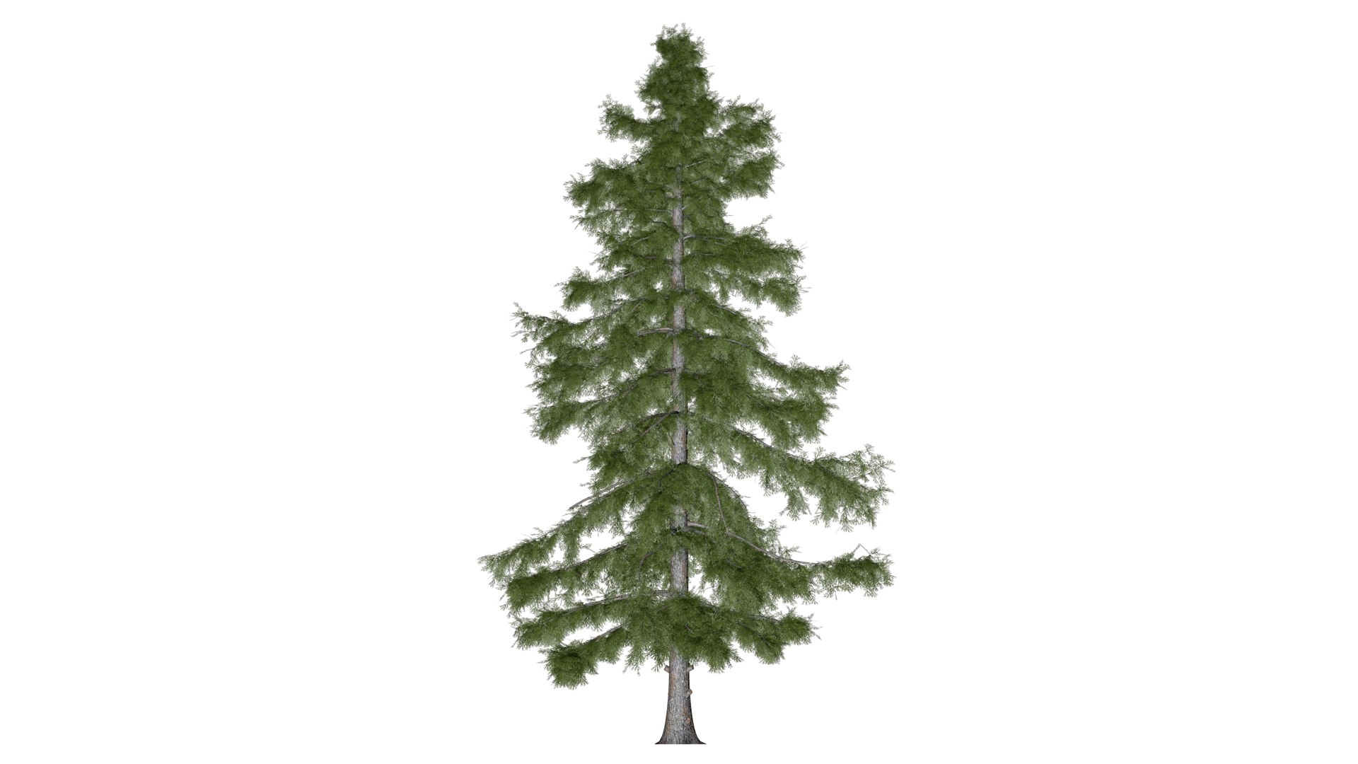 3D Alaska Cedar Tree - 07 - https://p.turbosquid.com/ts-thumb/gh/5JCUTS/6l/ac_072/png/1741274335/1920x1080/fit_q87/f24aff89d90cb4d4e345e39712a83ec3314956df/ac_072.jpg