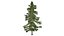 Cedro dell'Alaska - 07 -