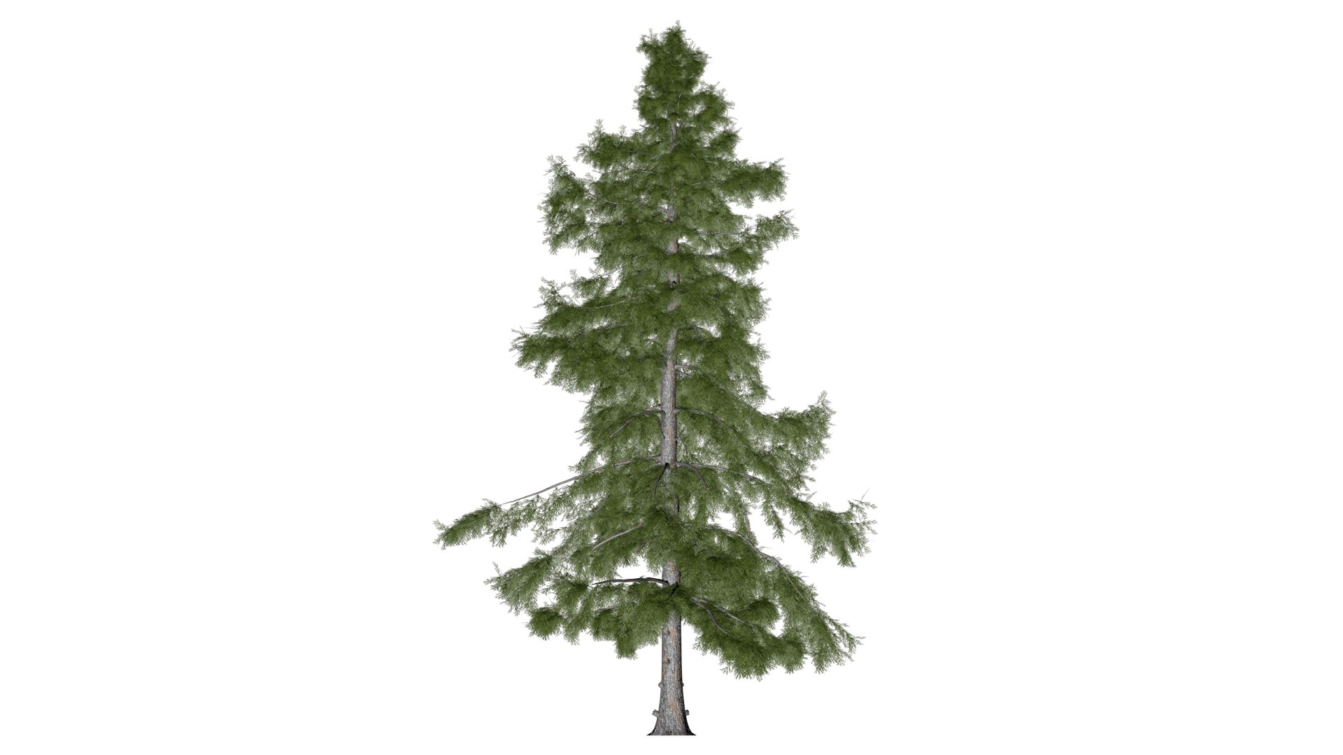 3D Alaska Cedar Tree - 07 - https://p.turbosquid.com/ts-thumb/gh/5JCUTS/7J/ac_071/png/1741274334/1920x1080/fit_q87/cbecf7813515b244183ed9fc78b54835dca557bf/ac_071.jpg