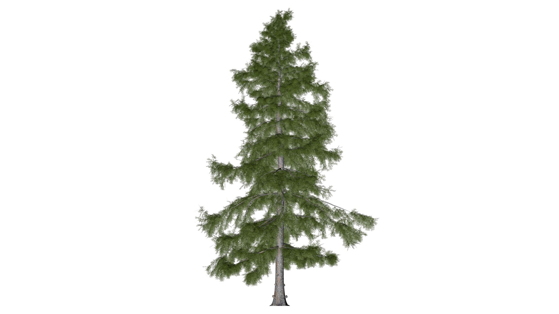 3D Alaska Cedar Tree - 07 - https://p.turbosquid.com/ts-thumb/gh/5JCUTS/BL/ac_073/png/1741274335/1920x1080/fit_q87/118f29e1c257c1e26da45dbe3aac8702ac172e3c/ac_073.jpg