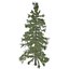 Cedro dell'Alaska - 07 -