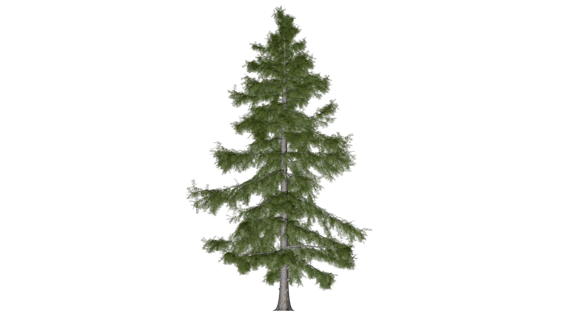 3D Alaska Cedar Tree - 07 - https://p.turbosquid.com/ts-thumb/gh/5JCUTS/cM/ac_07/png/1741274334/1920x1080/fit_q87/1535b6075a494d2fb01dc2c8fe591b229564bd99/ac_07.jpg