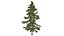 Cedro dell'Alaska - 07 -