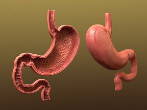 cross section stomach 3d model