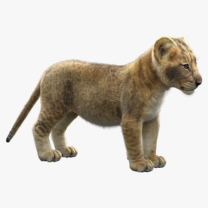 3D model lion cub