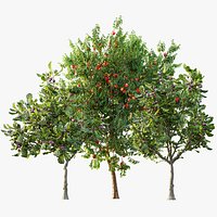 AV Fruit Trees Ficus Carica Feige Fig and Amygdalus Persica Peach