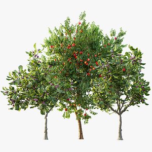 AV Fruit Trees Ficus Carica Feige Fig and Amygdalus Persica Peach