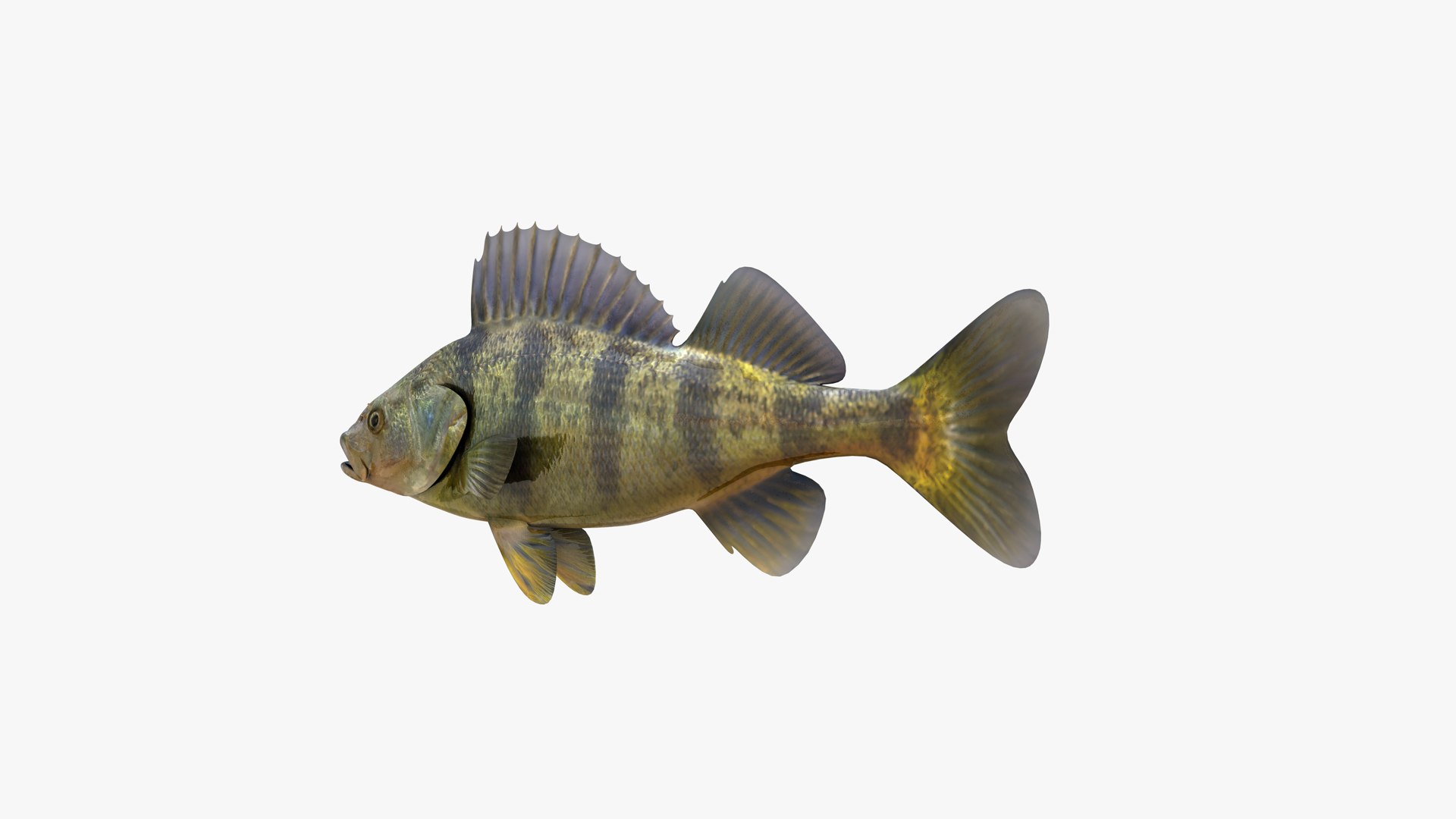 Yellow Perch 3D model https://p.turbosquid.com/ts-thumb/gh/JiI84m/7o/american_striped_yellow_perch_perca_flavescens_fish_3d_model_by_andreas_piel_006/png/1786202682/1920x1080/fit_q87/89929368fc570a9baf00c435d8d2df8b8c562645/american_striped_yellow_perch_perca_flavescens_fish_3d_model_by_andreas_piel_006.jpg