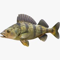 Yellow Perch
