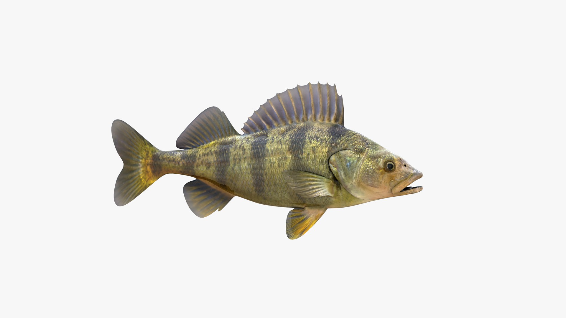 Yellow Perch 3D model https://p.turbosquid.com/ts-thumb/gh/JiI84m/bF/american_striped_yellow_perch_perca_flavescens_fish_3d_model_by_andreas_piel_003/png/1786202680/1920x1080/fit_q87/02ed10b72df422b2d4faf64bf1a9eb7177f56ad2/american_striped_yellow_perch_perca_flavescens_fish_3d_model_by_andreas_piel_003.jpg