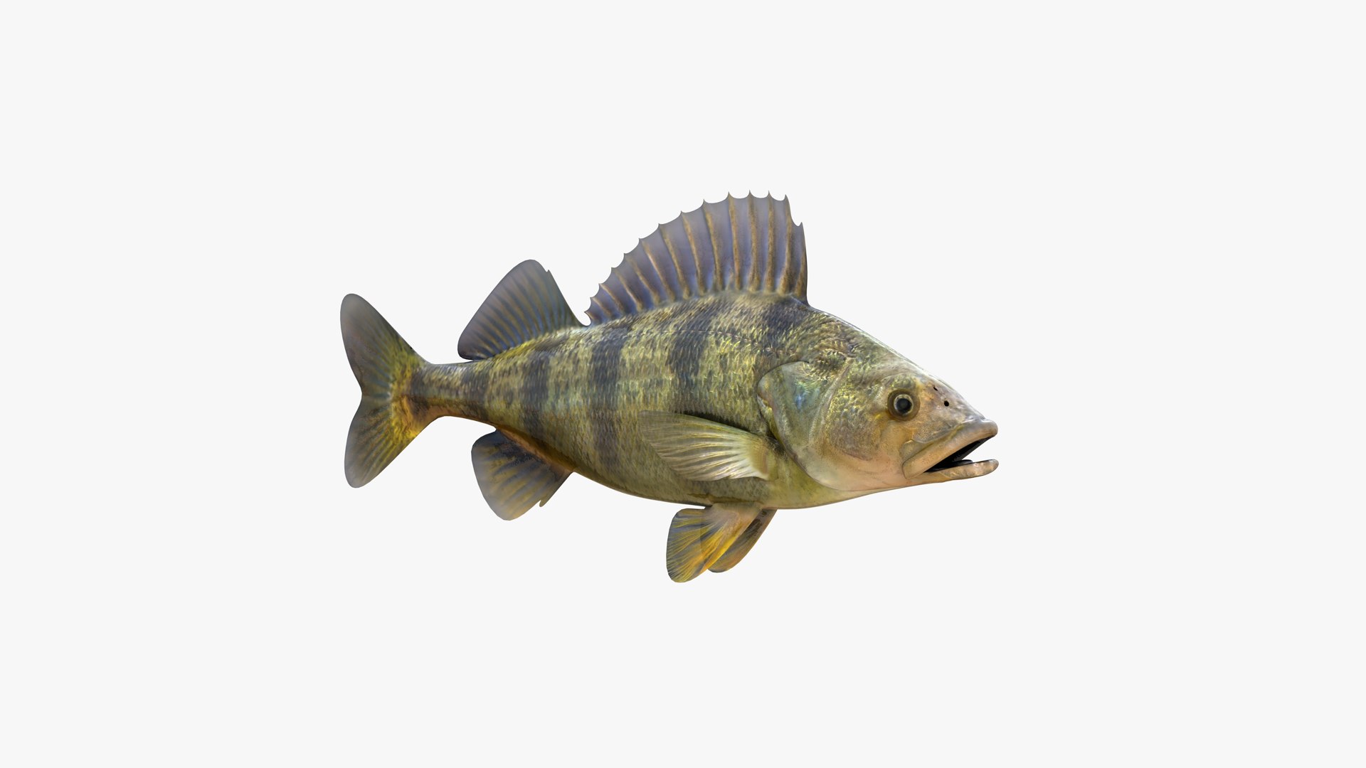 Yellow Perch 3D model https://p.turbosquid.com/ts-thumb/gh/JiI84m/uJ/american_striped_yellow_perch_perca_flavescens_fish_3d_model_by_andreas_piel_004/png/1786202682/1920x1080/fit_q87/e5e277a92d2e63f3044c91f66734ee61a408ac37/american_striped_yellow_perch_perca_flavescens_fish_3d_model_by_andreas_piel_004.jpg