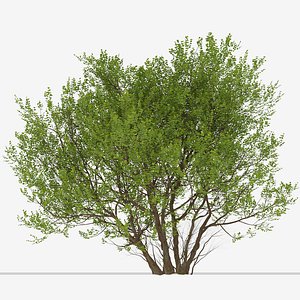 3D Set of Common Hazel or Corylus avellana Trees - 2 Trees model