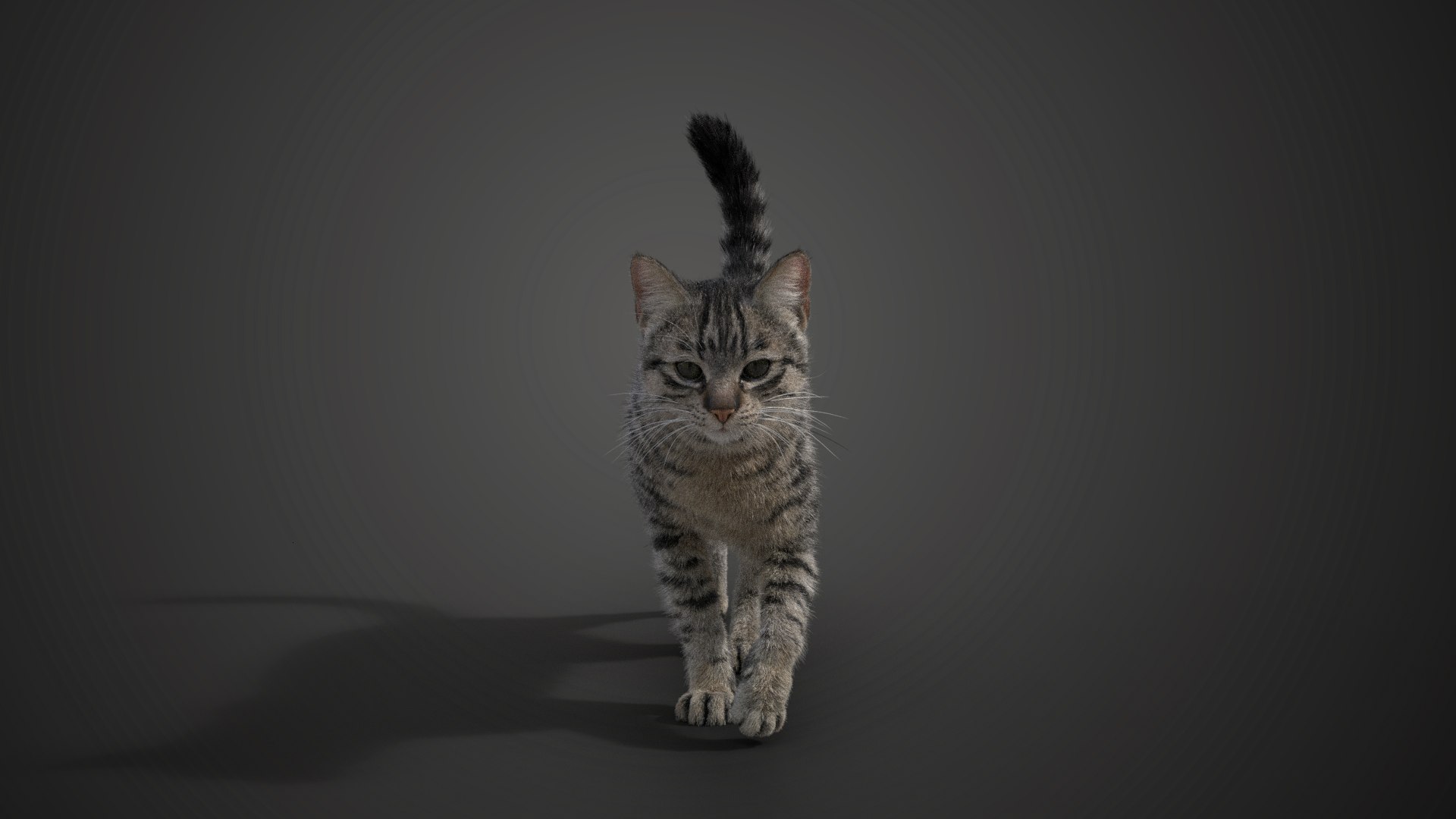 Grey Cat Animated 3D model https://p.turbosquid.com/ts-thumb/gh/LaDsAY/3H/jc0l219a2_greytabbycat_effectmap02/png/1650033505/1920x1080/fit_q87/09bf0d5fcdcd0ebd45059fa8ccc9f80102d19286/jc0l219a2_greytabbycat_effectmap02.jpg