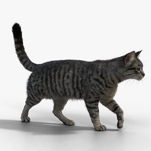 Grey Cat Animated 3D model