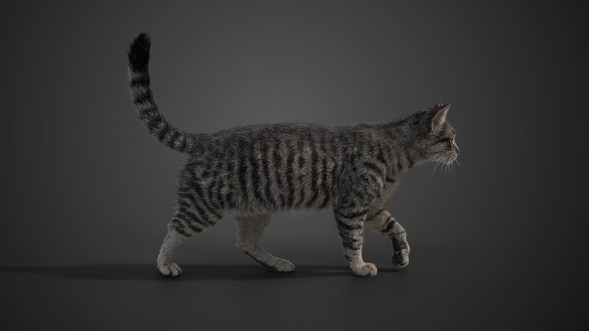 Grey Cat Animated 3D model https://p.turbosquid.com/ts-thumb/gh/LaDsAY/Ju/jc0l219a2_greytabbycat_effectmap04/png/1650033510/1920x1080/fit_q87/f09ef46e8c4555f0d016cb13d60db7650de67916/jc0l219a2_greytabbycat_effectmap04.jpg