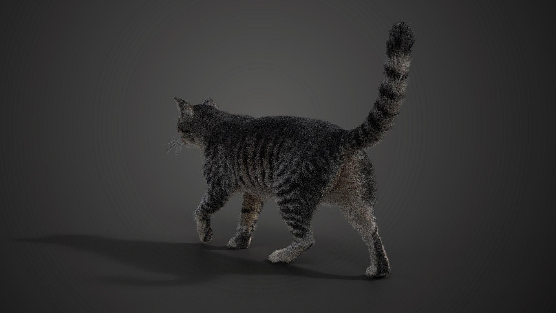 Grey Cat Animated 3D model https://p.turbosquid.com/ts-thumb/gh/LaDsAY/QN/jc0l219a2_greytabbycat_effectmap05/png/1650033503/1920x1080/fit_q87/67f10595a1f6d722e23465bc483e2880f2e7a60e/jc0l219a2_greytabbycat_effectmap05.jpg