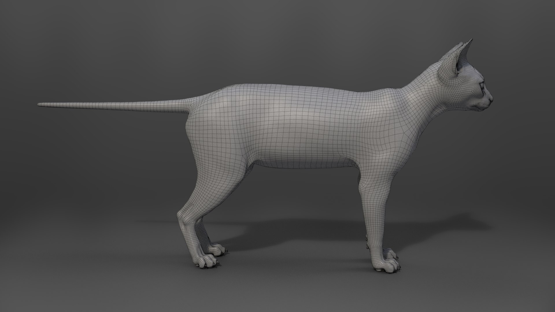 Grey Cat Animated 3D model https://p.turbosquid.com/ts-thumb/gh/LaDsAY/RT/jc0l219a2_greytabbycat_wire02/png/1650033524/1920x1080/fit_q87/8b8b1490c0a6ea52979079bbef21b91d0f36d64b/jc0l219a2_greytabbycat_wire02.jpg