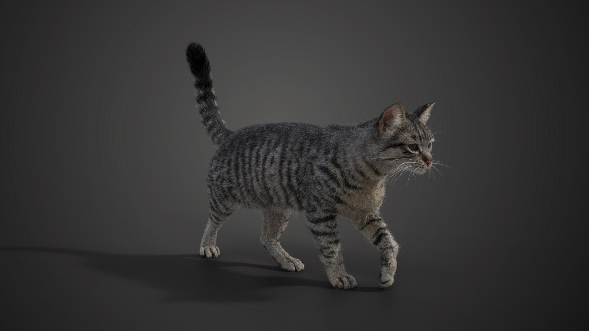 Grey Cat Animated 3D model https://p.turbosquid.com/ts-thumb/gh/LaDsAY/b6/jc0l219a2_greytabbycat_effectmap03/png/1650033510/1920x1080/fit_q87/f43519e01412bd843d7cd7a06ac76c13bbc977c3/jc0l219a2_greytabbycat_effectmap03.jpg
