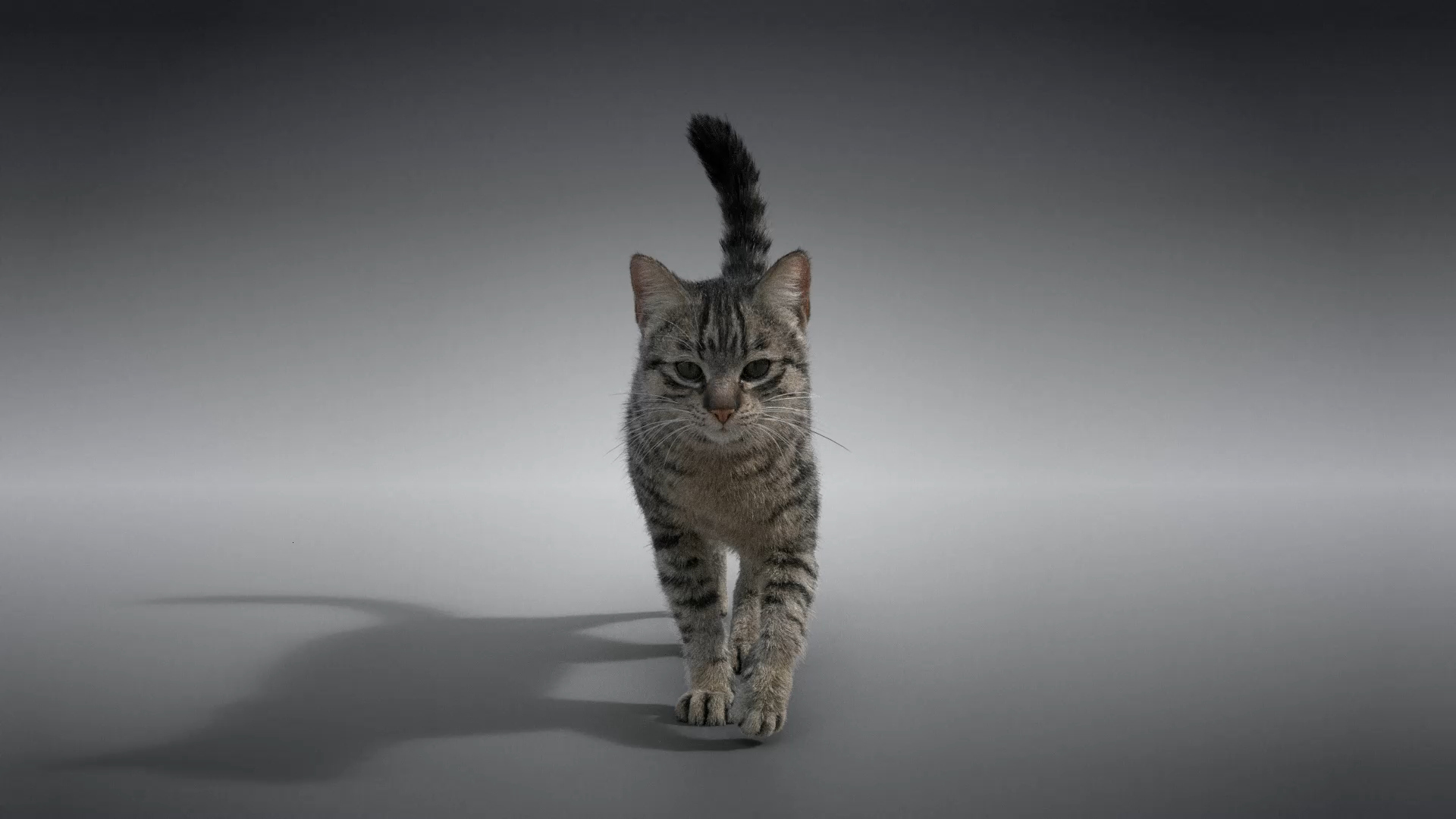 Grey Cat Animated 3D model https://p.turbosquid.com/ts-thumb/gh/LaDsAY/df/jc0l219a2_greytabbycat_360/jpg/1650035823/1920x1080/turn_fit_q99/bfc8799f8be383b4f2b96eeb7159f311153e5d0e/jc0l219a2_greytabbycat_360-1.jpg