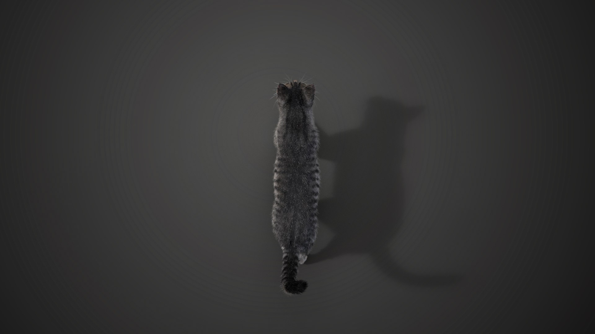 Grey Cat Animated 3D model https://p.turbosquid.com/ts-thumb/gh/LaDsAY/jX/jc0l219a2_greytabbycat_effectmap06/png/1650033503/1920x1080/fit_q87/c22dfcce0a731eb45b66a4c84a42efe3b3bdcf52/jc0l219a2_greytabbycat_effectmap06.jpg