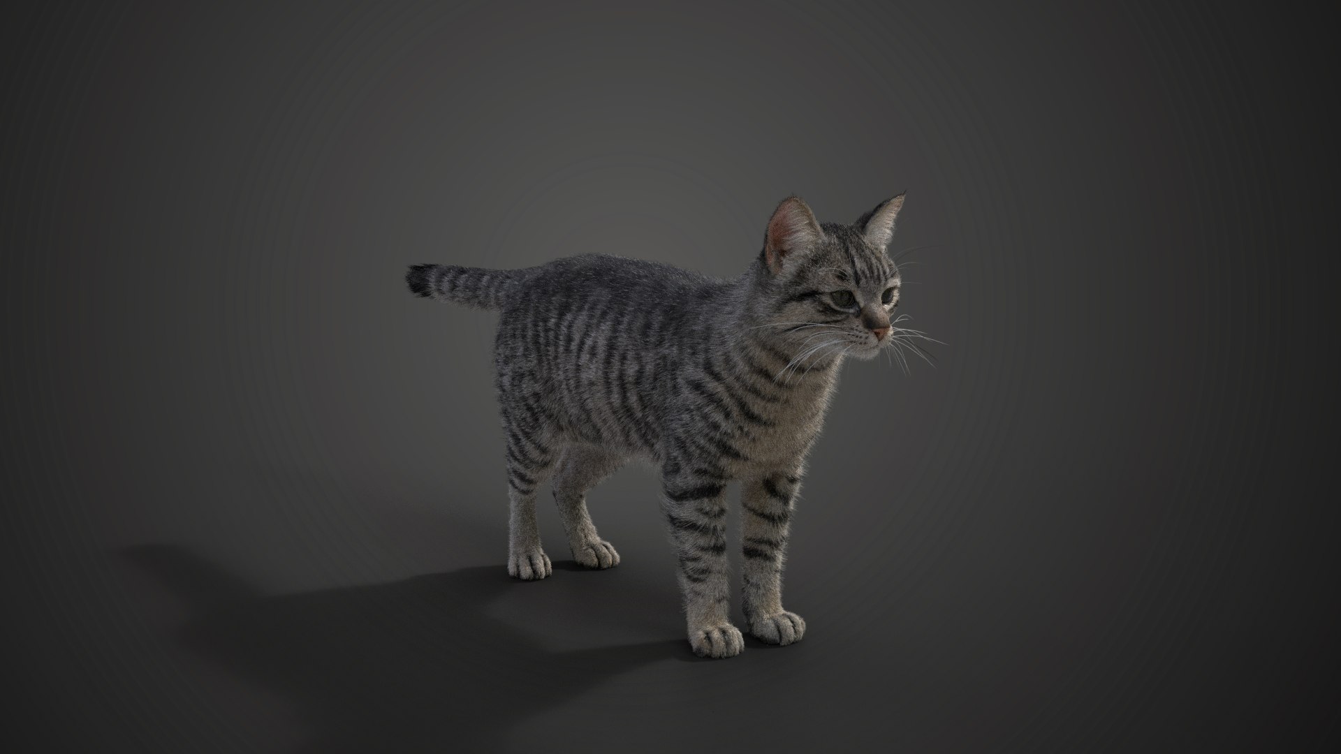 Grey Cat Animated 3D model https://p.turbosquid.com/ts-thumb/gh/LaDsAY/l7/jc0l219a2_greytabbycat_effectmap01/png/1650033506/1920x1080/fit_q87/d9b72e8602678f3f3079906c9c2cc911552212a6/jc0l219a2_greytabbycat_effectmap01.jpg