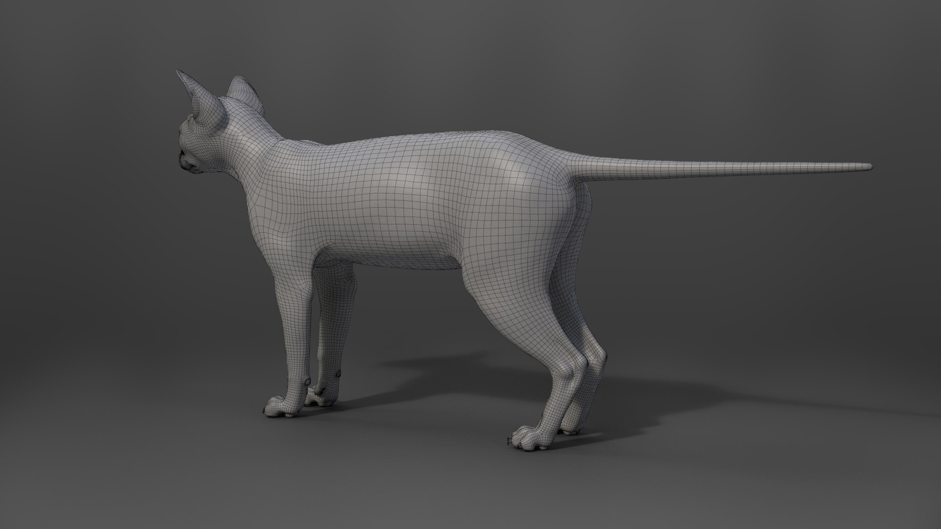 Grey Cat Animated 3D model https://p.turbosquid.com/ts-thumb/gh/LaDsAY/vj/jc0l219a2_greytabbycat_wire03/png/1650033522/1920x1080/fit_q87/bfa87a5759bb1d0c4ed09138c17600e46702e238/jc0l219a2_greytabbycat_wire03.jpg