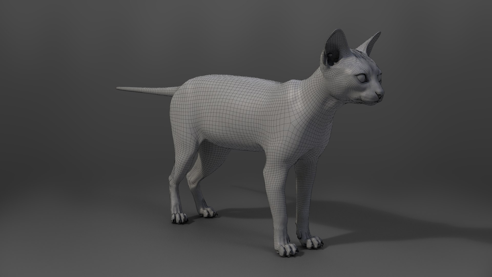 Grey Cat Animated 3D model https://p.turbosquid.com/ts-thumb/gh/LaDsAY/zt/jc0l219a2_greytabbycat_wire01/png/1650033521/1920x1080/fit_q87/dfb6d7193e197dfe0d2f58134c05b97feb1299cd/jc0l219a2_greytabbycat_wire01.jpg