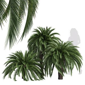 New Tree High detail Macrozamia Moorei Palm 3D