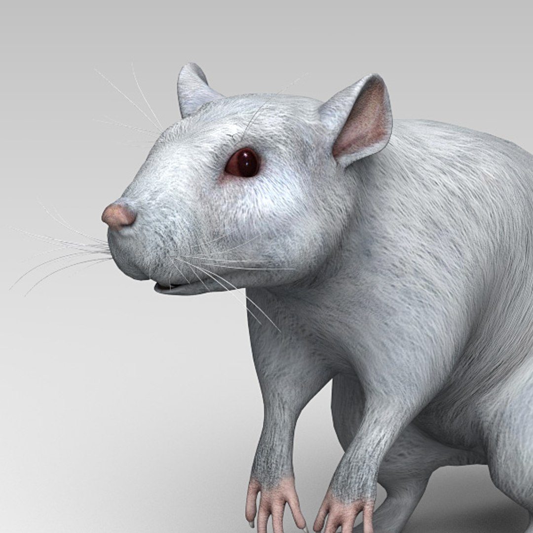 white rat obj