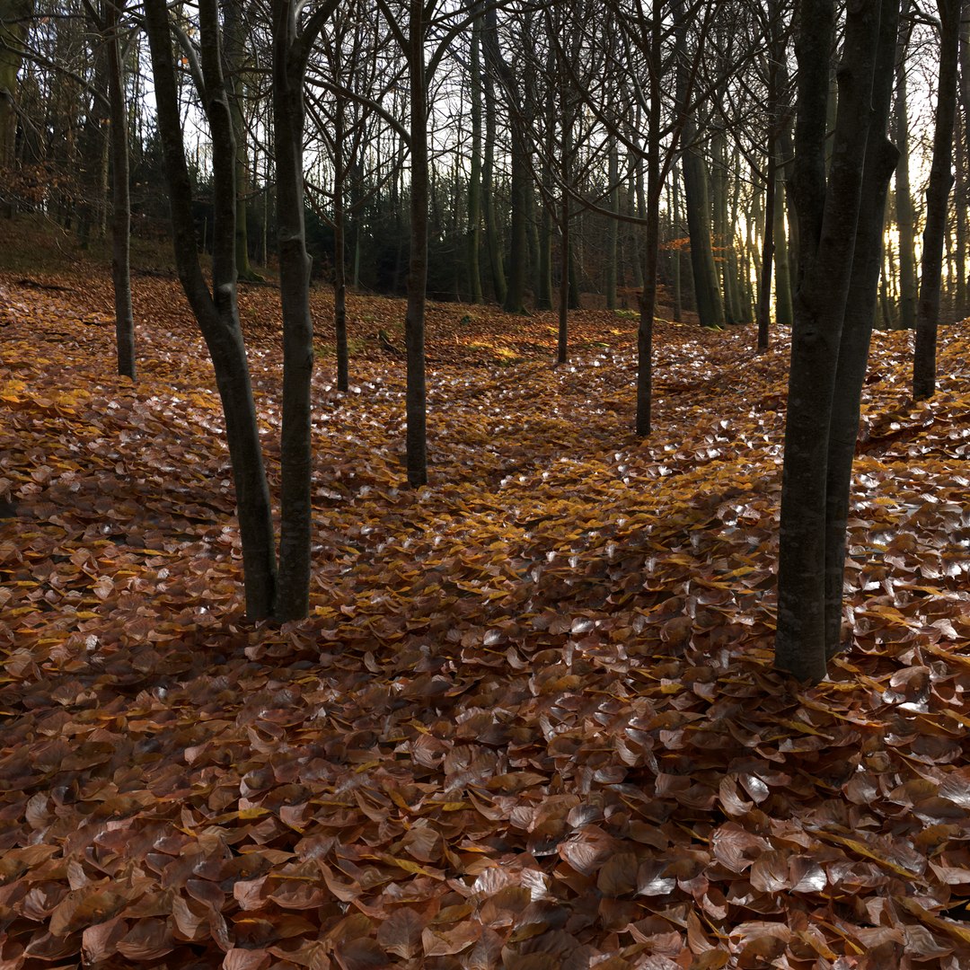 3D Dry Beech Leaves Pack Model - TurboSquid 1502392