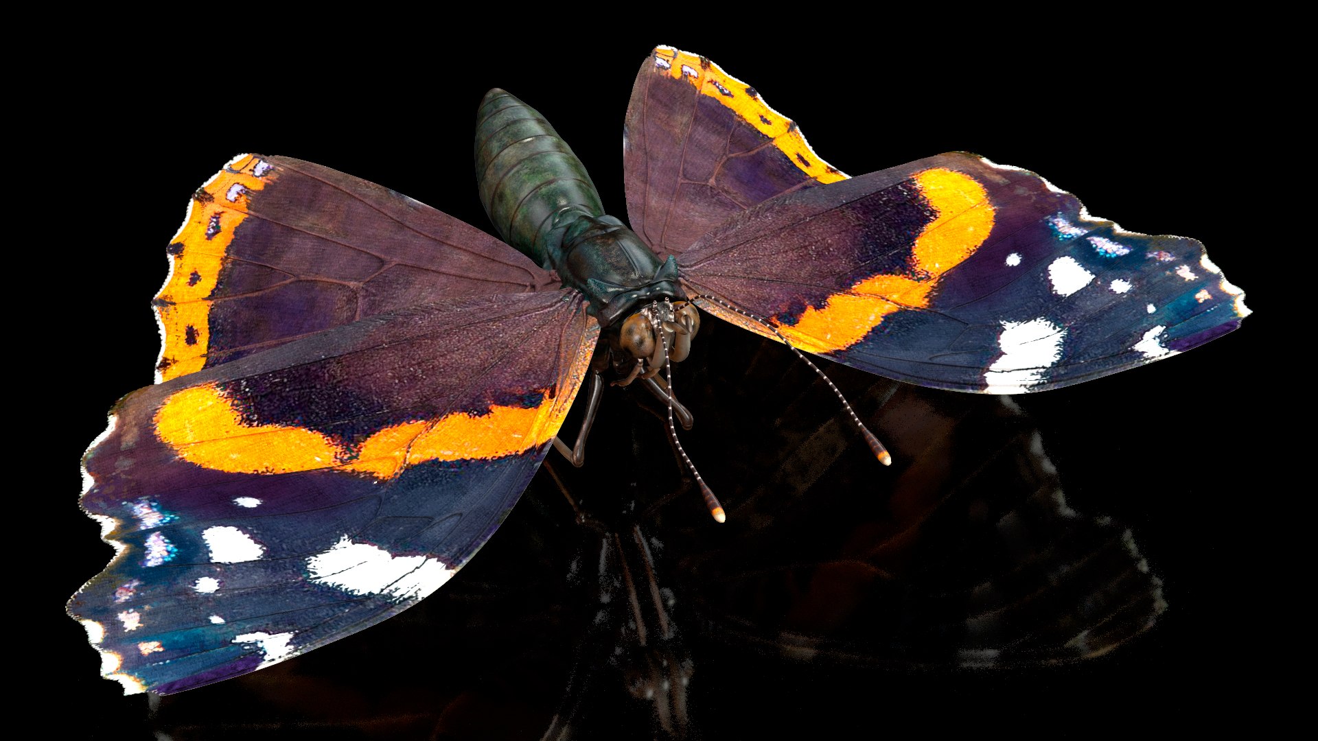 3D model Animated Flight Red Admirable Butterfly Rigged for Modo https://p.turbosquid.com/ts-thumb/gh/bPsfid/5T/animatedflightredadmirablebutterflyrigged3dsmodel002/jpg/1627484621/1920x1080/fit_q87/5ec22a8c3b46452ecfdf27288665162bb7b3cd78/animatedflightredadmirablebutterflyrigged3dsmodel002.jpg