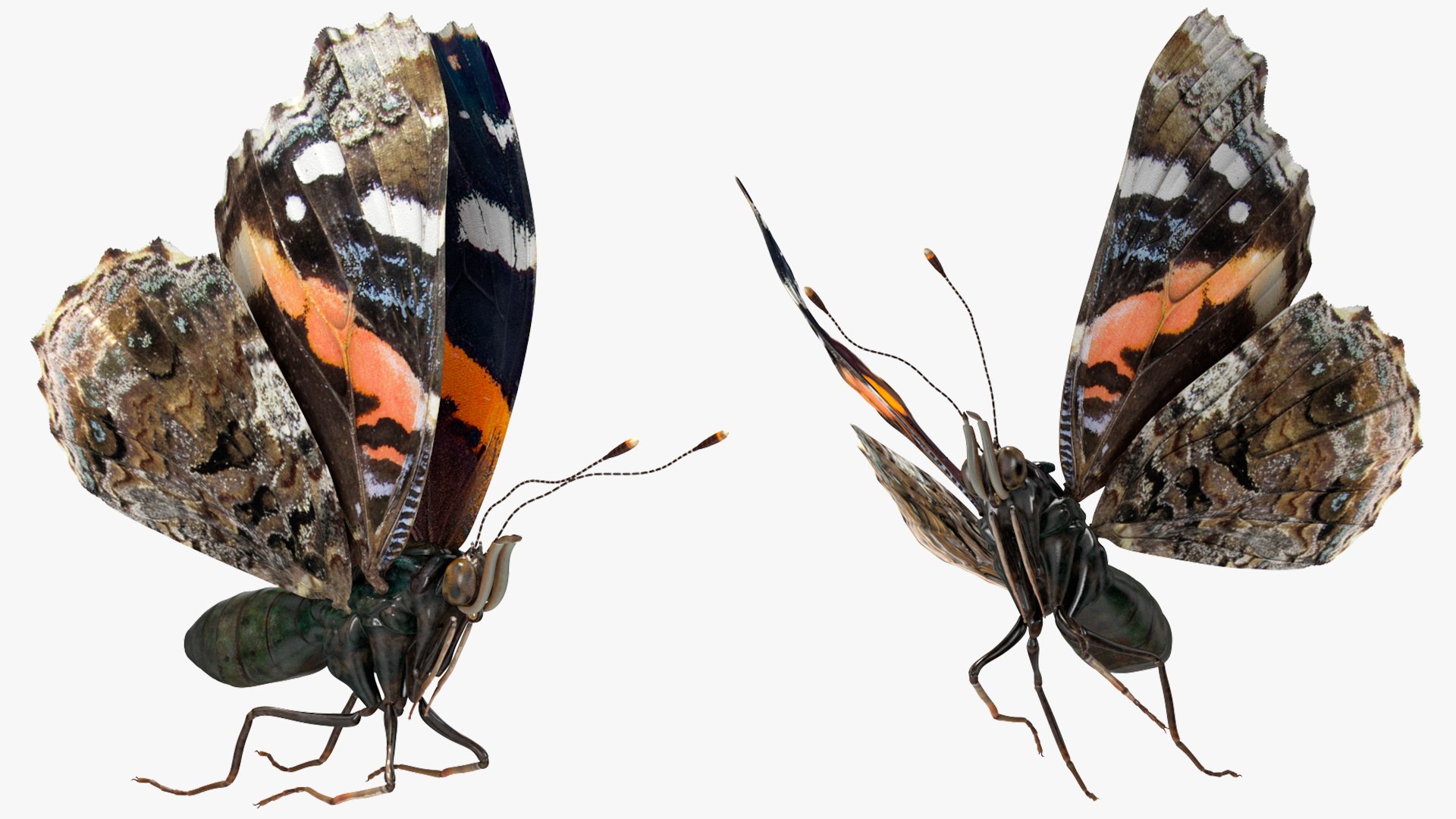 3D model Animated Flight Red Admirable Butterfly Rigged for Modo https://p.turbosquid.com/ts-thumb/gh/bPsfid/E1/animatedflightredadmirablebutterflyrigged3dsmodel006/jpg/1627484631/1920x1080/fit_q87/d0342c44371e26d8e701cb50deaae70381d430ac/animatedflightredadmirablebutterflyrigged3dsmodel006.jpg