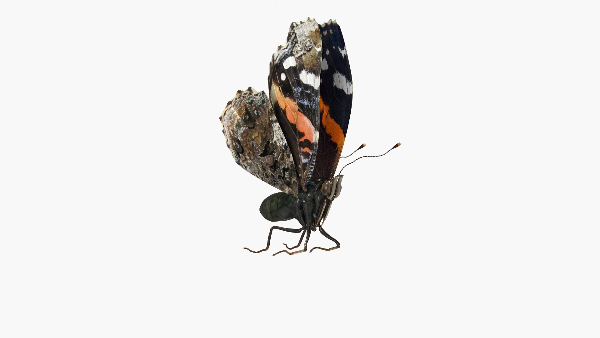 3D model Animated Flight Red Admirable Butterfly Rigged for Modo https://p.turbosquid.com/ts-thumb/gh/bPsfid/dG/animated_flight_red_admirable_butterfly_rigged_360/jpg/1627484931/1920x1080/turn_fit_q99/508898eb81c32d8139402a880df6a34744f3c652/animated_flight_red_admirable_butterfly_rigged_360-1.jpg