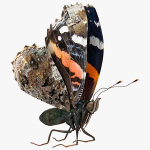 Animated Flight Red Admirable Butterfly Rigged for Modo