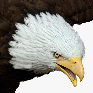 Bald Eagle T Pose